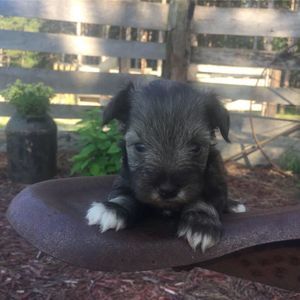 Meet your Posher, Tyden